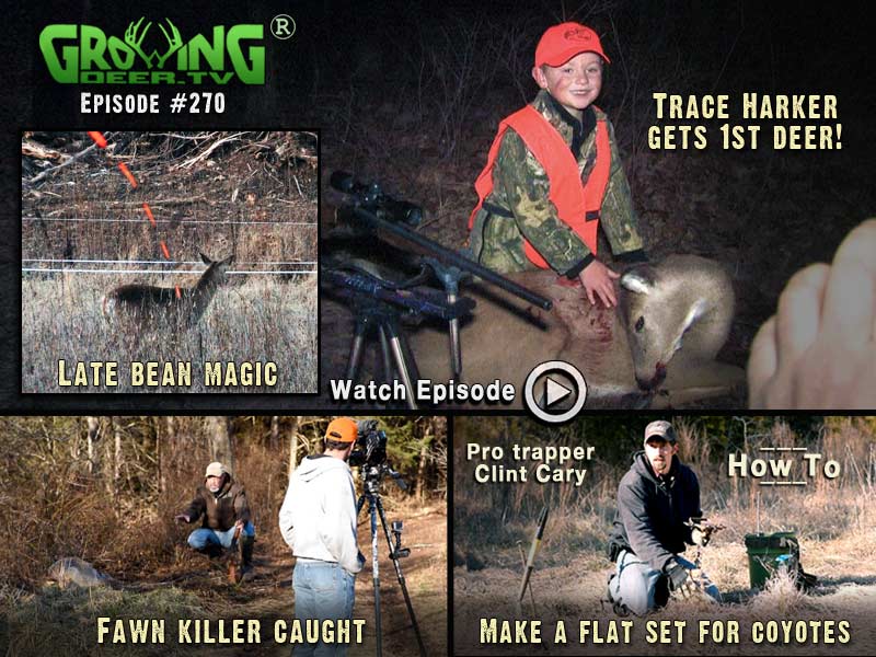 Late bean magic and catching nest predators in GrowingDeer.tv episode #270.