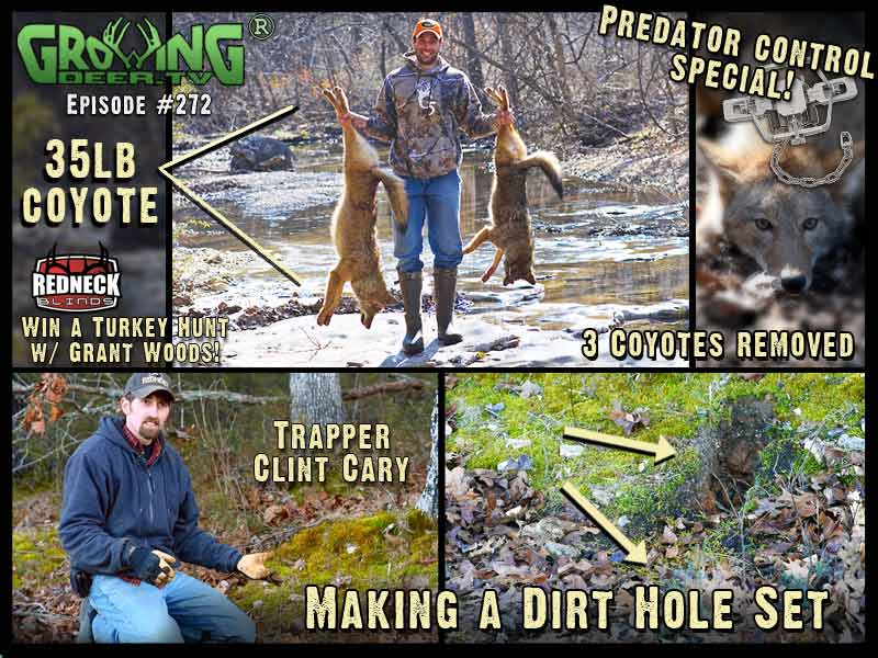 Dirt Hole Set - Trapping Fox And Coyotes