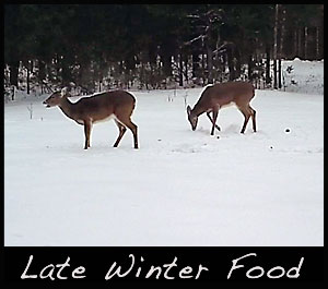 With snow on the ground deer will browse on food sources above snow level or dig through the snow for food. 
