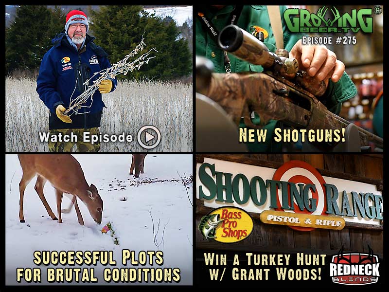 Watch GrowingDeer.tv episode #275 to learn which food plots deer need to survive brutal winters.