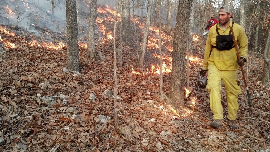 Using prescribed fire as a deer management tool