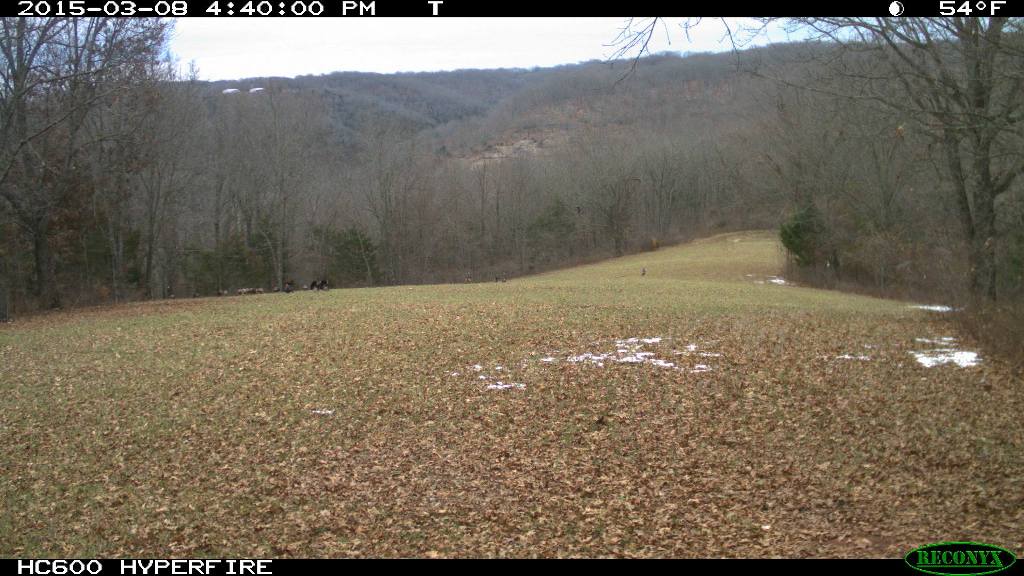 A large flock of turkeys