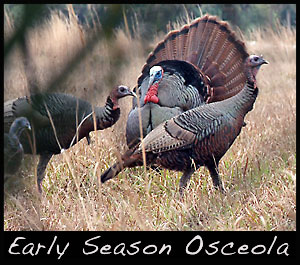 Early season Osceola turkey.