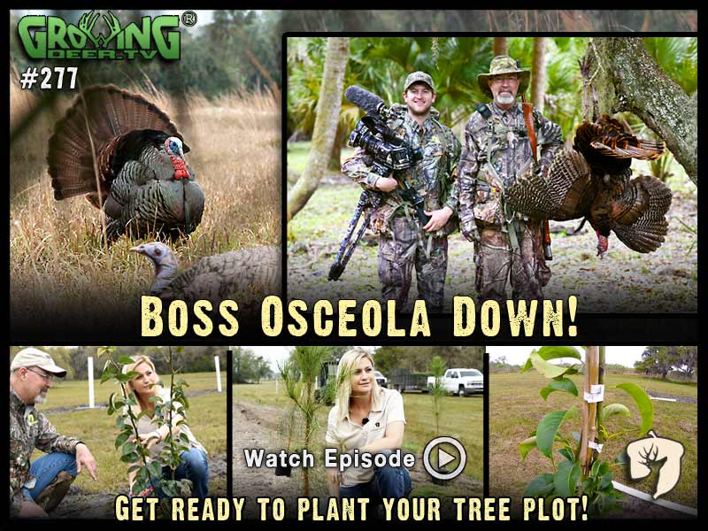 Watch Grant’s South Florida turkey hunt in GrowingDeer.tv episode #277.