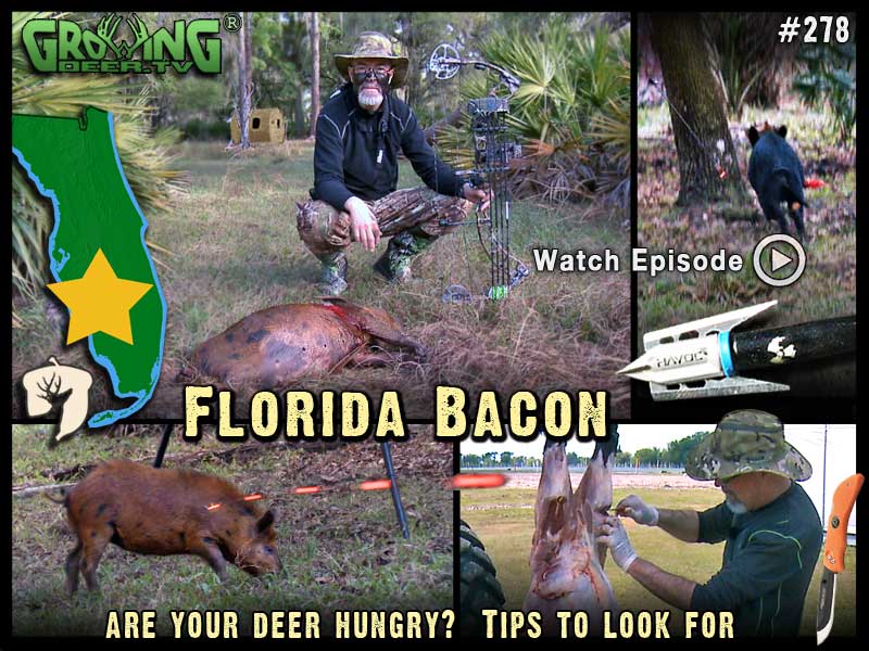 Watch a south Florida wild hog hunt in GrowingDeer.tv episode #278.