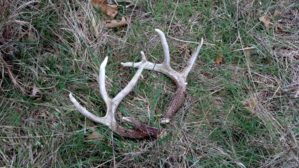 A matched set of shed antlers.