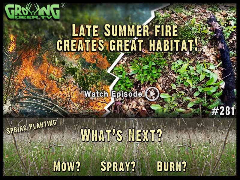 From late summer fire to great deer habitat in GrowingDeer.tv episode #281.