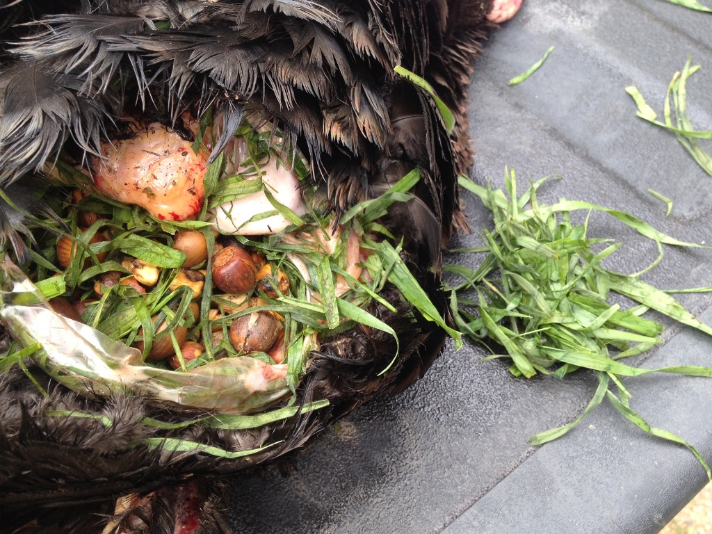 Inside the crop of a harvested turkey