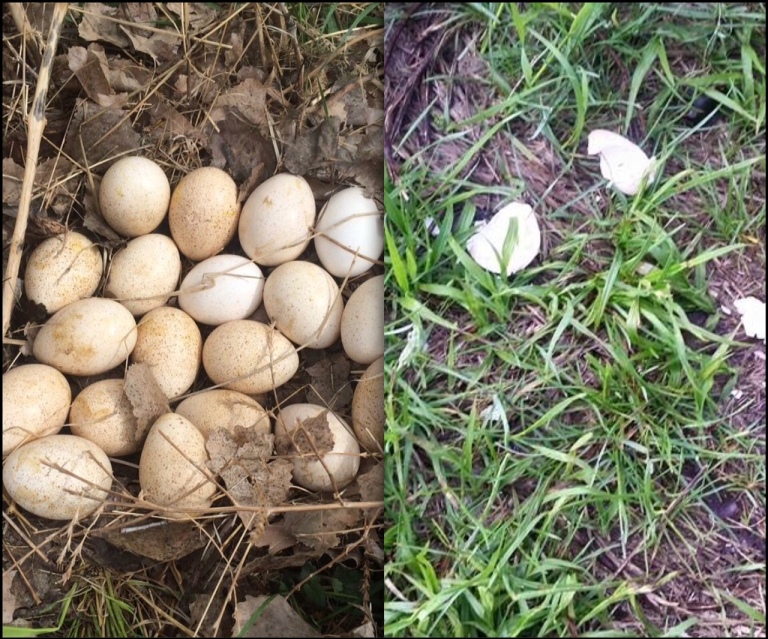 Turkey nest with eggs