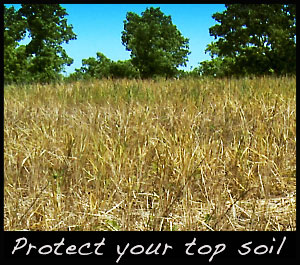 A sprayed wheat field.