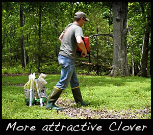 Fertilize clover for a better spring food plot