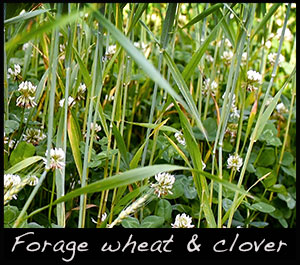Forage wheat and clover