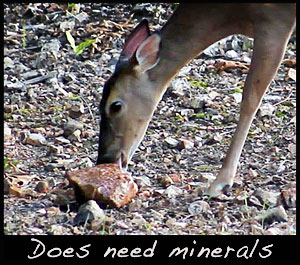 A doe licks a Trophy Rock.