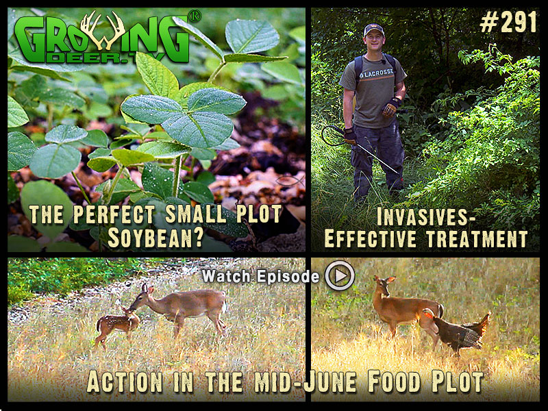 The ultimate soybean for small food plots in GrowingDeer.tv episode #291.