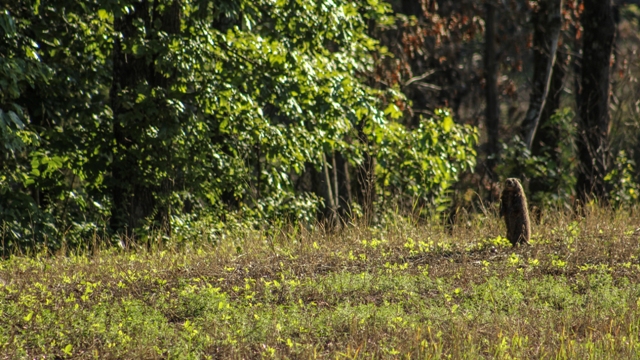 Groundhogs can cause damage to food plots