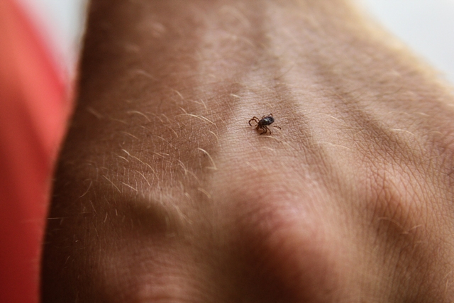 Ticks can transmit diseases to humans