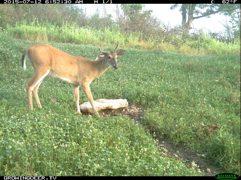 1.5 year old buck, example of a deer not to cull
