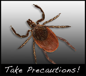 A tick can transmit disease to humans.