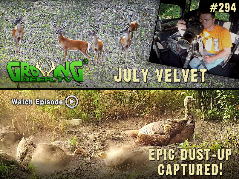 Velvet bucks and a turkey dust-up in GrowingDeer.tv episode #293.