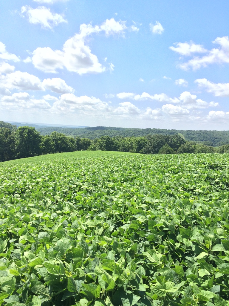 Soybean food plot crop