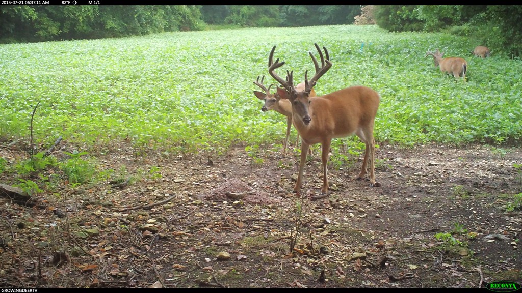 Our #1 hit list buck, Chainsaw