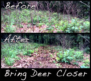A before and after look at a path made next to one of the treestands.