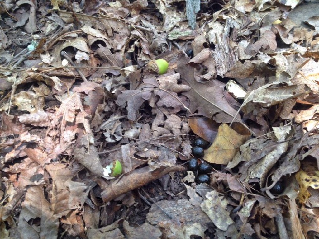 Acorns, hulls and scat on the forest floor