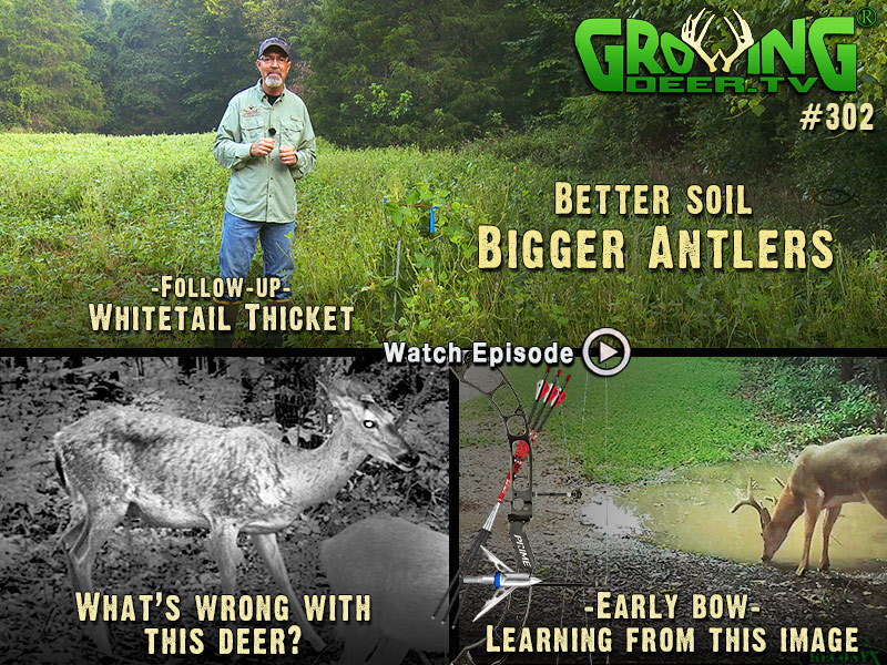Learn about early season stand selection in GrowingDeer.tv episode #302.