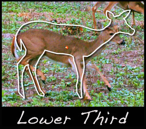 We aim for the lower third because deer often duck.