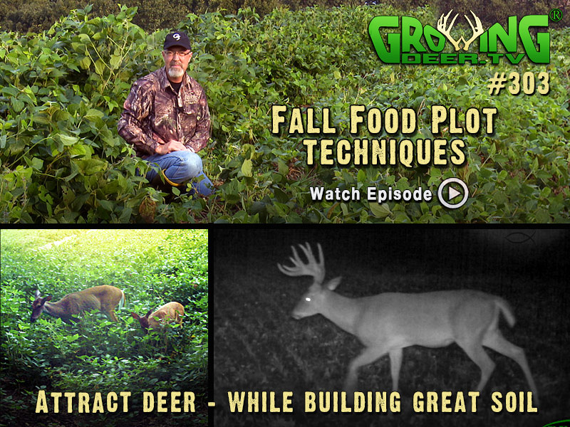 In GrowingDeer.tv episode #303 we show you food plot strategies that work.