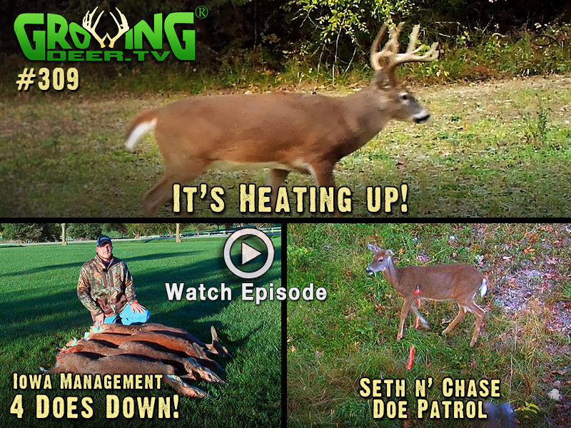 Doe management in action, watch GrowingDeer episode #309.