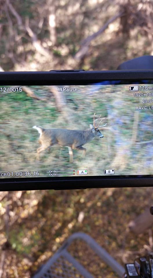 Buck cruising through Kansas during the lockdown rut phase