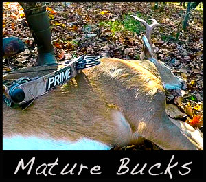 A mature buck is taken with a Prime bow