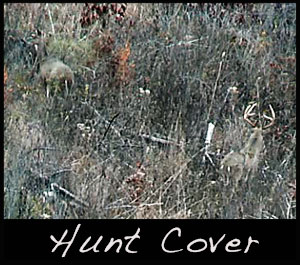 A deer in thick cover.