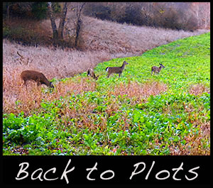 Deer in a food plot