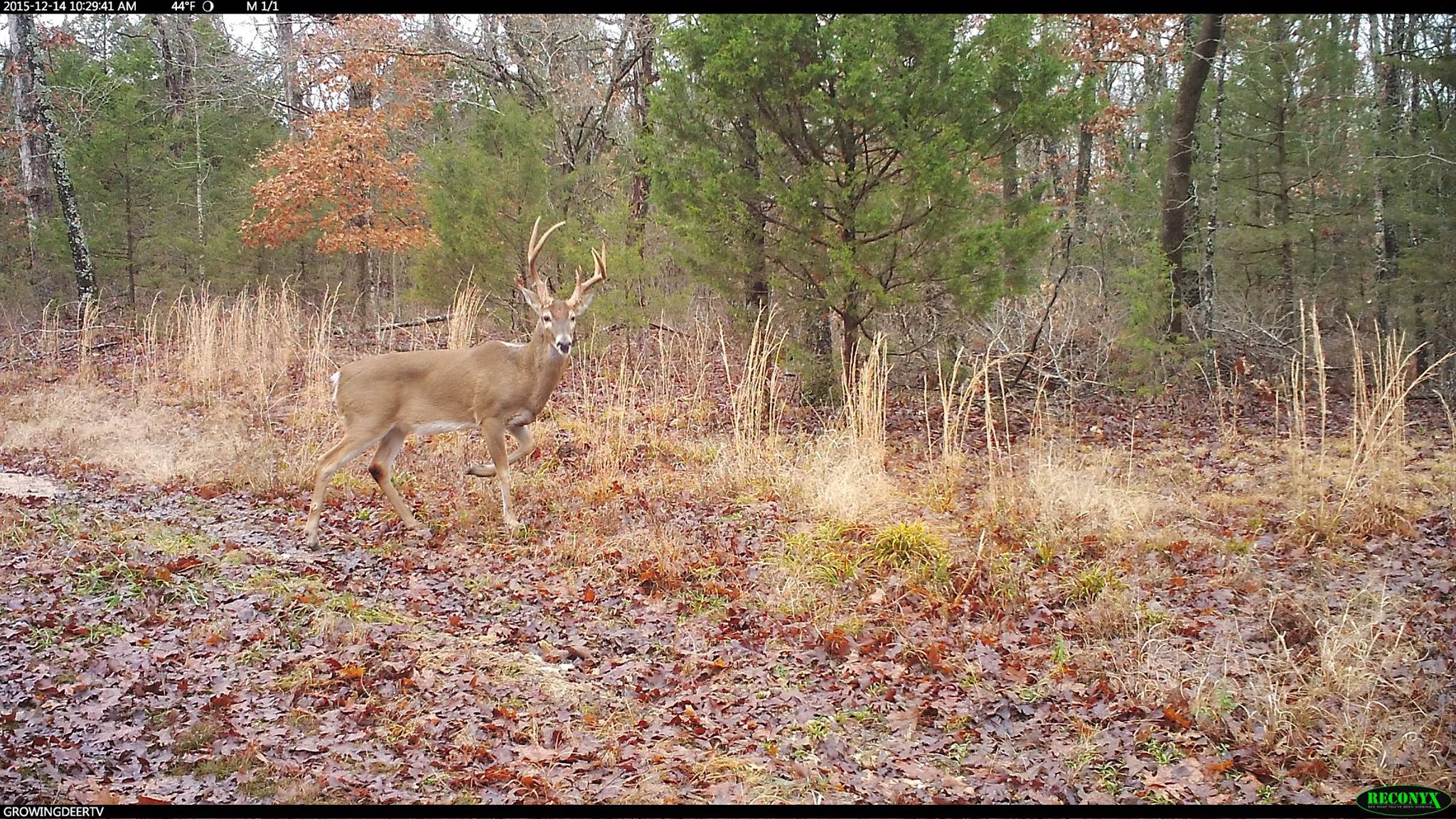 We are watching and learning this buck's movements.