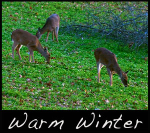 Deer in a clover food plot.