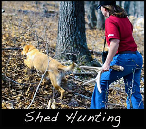 Shed hunting