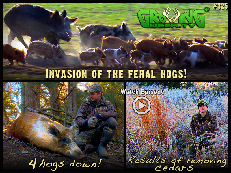 Hog hunting action from Oklahoma