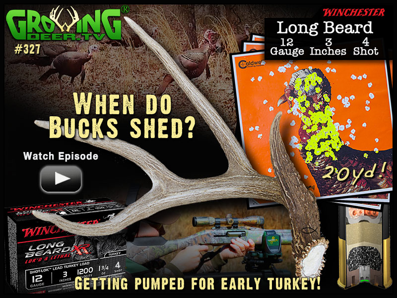 Watch GrowingDeer episode 327 to learn when bucks will shed their antlers