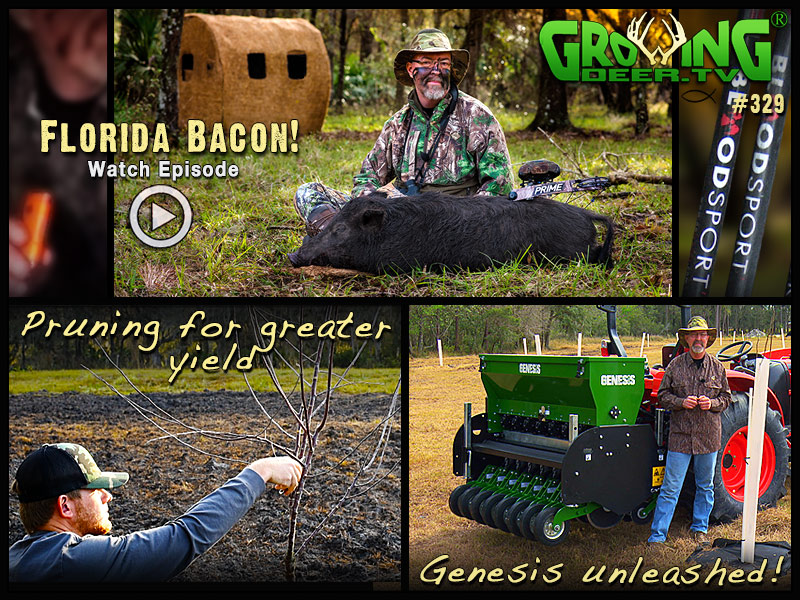 Fruit trees, forage and hog hunting in GrowingDeer episode 329.