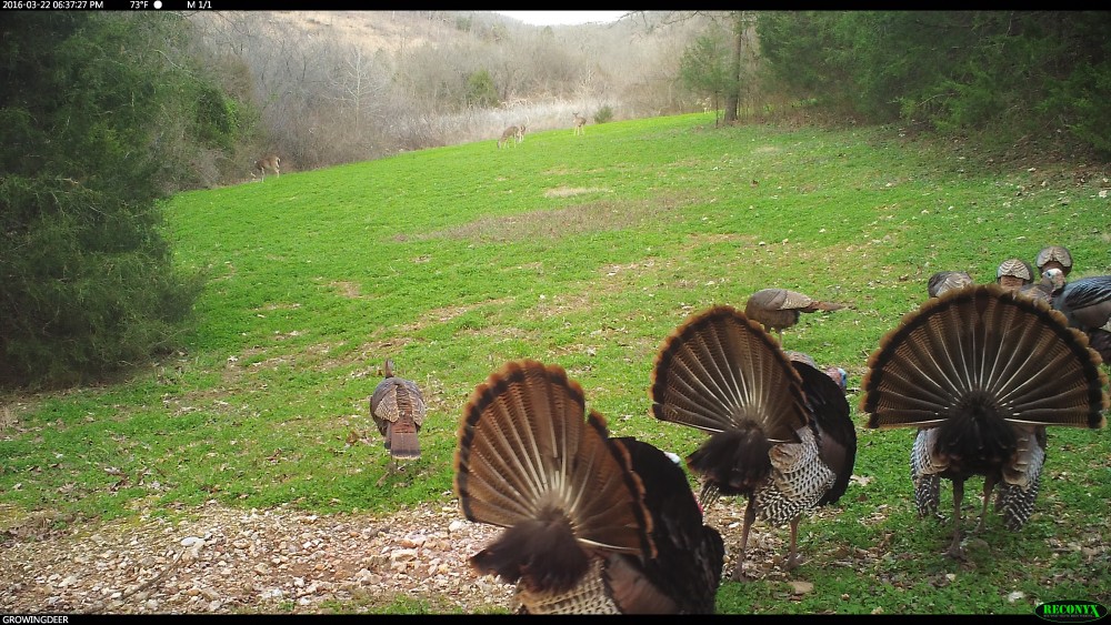 Gobblers during early season