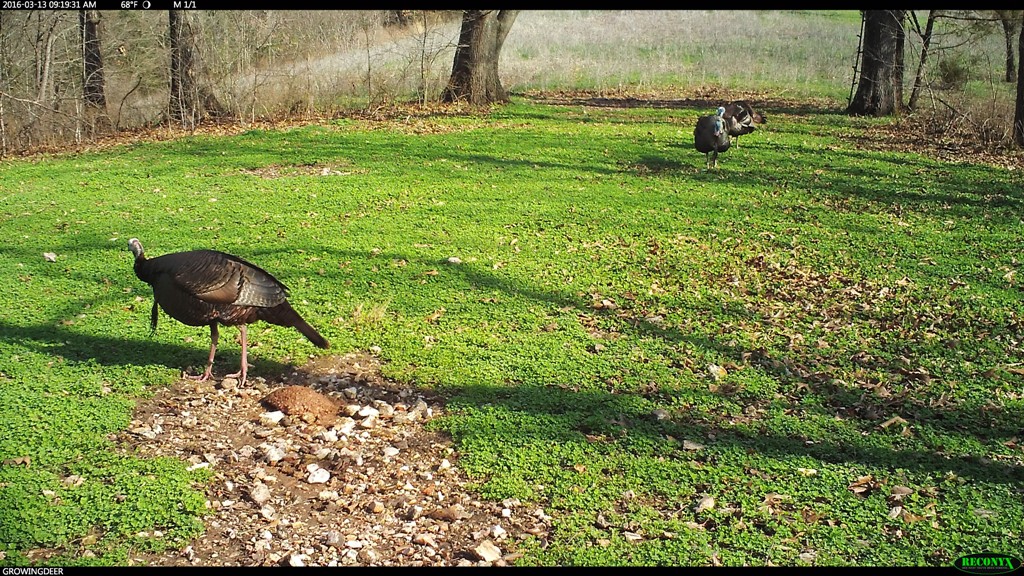 Three gobblers