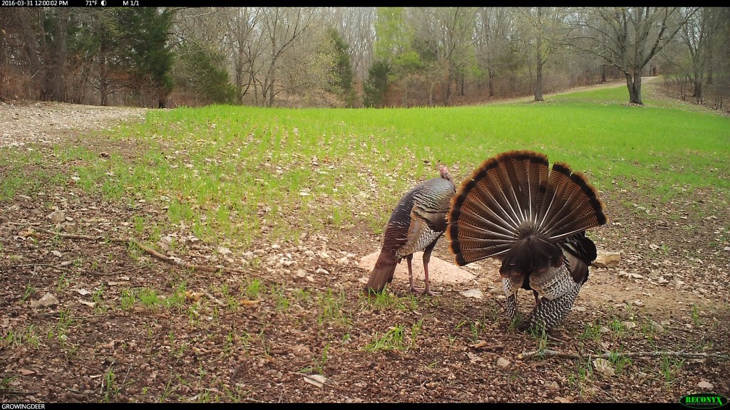 These lonely gobblers make prime candidates to chase during a late morning hunt!