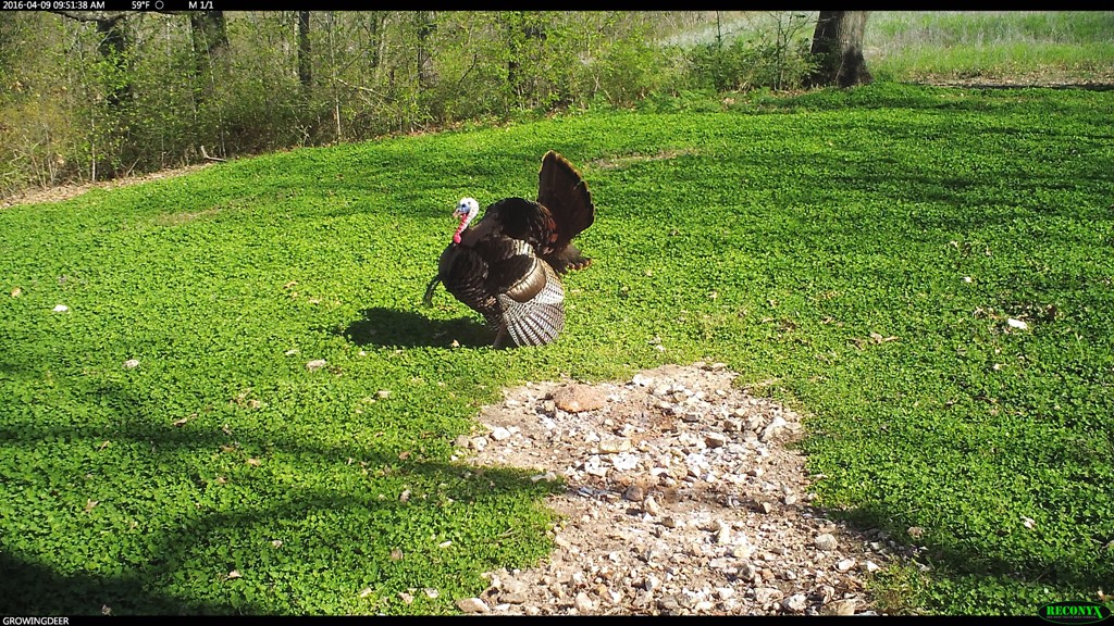 Strutting tom