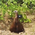 Hen turkey takes a dirt bath