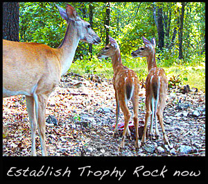 A doe and two fawns at a trophy rock mineral site.