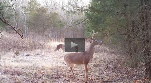 Buck working a scrape