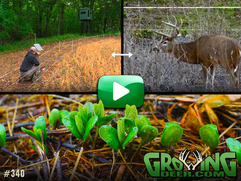 Strategies for protecting and improving our food plots in GrowingDeer episode 340.