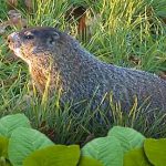 Groundhog